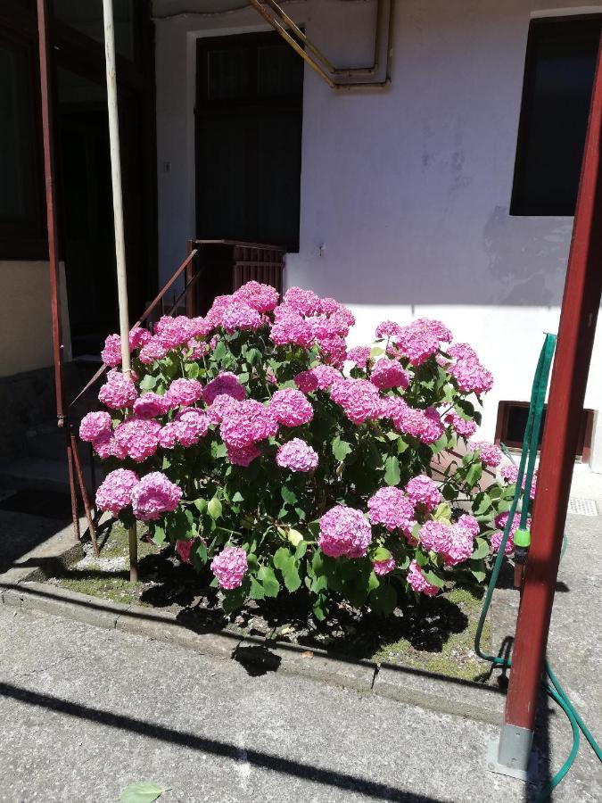 Apartament Roza 브라쇼브 외부 사진